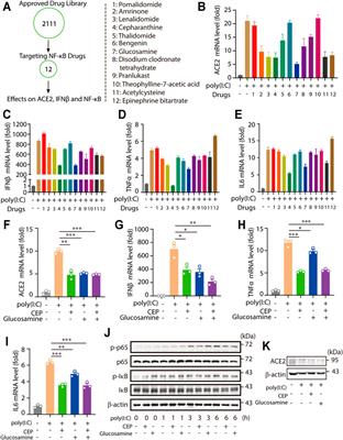 Large Screening Identifies ACE2 Positively Correlates With NF-κB Signaling Activity and Targeting NF-κB Signaling Drugs Suppress ACE2 Levels